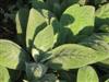 Photo of Genus=Stachys&Species=byzantina&Common=Lambs Ears&Cultivar=