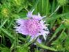 Photo of Genus=Stokesia&Species=laevis&Common=Stokes Aster&Cultivar='Klaus Jellito'