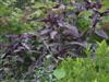 Photo of Genus=Strobilanthes&Species=dyerianus&Common=Persian Shield&Cultivar='Persian Shield'