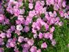 Photo of Genus=Petunia&Species=&Common=Petunia Supertunia Pink Charm&Cultivar=Supertunia Pink Charm