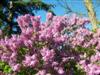 Photo of Genus=Syringa&Species=x hyacinthiflora&Common=Assessippi Lilac&Cultivar='Assessippi'