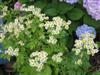 Photo of Genus=Tanacetum&Species=parthenium&Common=Feverfew&Cultivar=