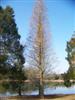 Photo of Genus=Taxodium&Species=ascendens&Common=Prairie Sentinel Pondcypress&Cultivar='Prairie Sentinel'