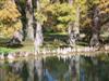 Photo of Genus=Taxodium&Species=distichum&Common=Bald Cypress&Cultivar=