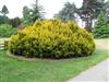 Photo of Genus=Taxus&Species=baccata&Common=Barronii English Yew&Cultivar='Barronii'