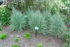 Photo of Genus=Schizachyrium&Species=scoparium&Common=The Blues Little Bluestem&Cultivar='The Blues'