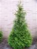 Photo of Genus=Thuja&Species=&Common=Green Giant Arborvitae&Cultivar='Green Giant'