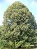 Photo of Genus=Tilia&Species=tomentosa&Common=Silver Linden&Cultivar=