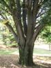 Photo of Genus=Tilia&Species=tomentosa&Common=Silver Linden&Cultivar=