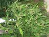 Photo of Genus=Tradescantia&Species=virginiana&Common=Spiderwort&Cultivar=