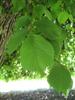 Photo of Genus=Ulmus&Species=glabra&Common=Camperdown Elm&Cultivar='Camperdownii'