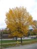 Photo of Genus=Ulmus&Species=americana&Common=Princeton Elm&Cultivar='Princeton'