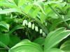 Photo of Genus=Polygonatum&Species=odoratum&Common=Variegated Solomon's Seal&Cultivar='Variegatum'