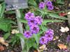 Photo of Genus=Verbena&Species=rigida&Common=Hardy Garden Verbena&Cultivar=