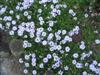 Photo of Genus=Verbena&Species=&Common=Verbena&Cultivar=