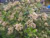 Photo of Genus=Viburnum&Species=x&Common=Conoy Viburnum&Cultivar='Conoy'