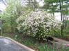 Photo of Genus=Viburnum&Species=x burkwoodii&Common=Mohawk Viburnum&Cultivar='Mohawk'