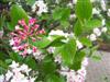 Photo of Genus=Viburnum&Species=x burkwoodii&Common=Mohawk Viburnum&Cultivar='Mohawk'