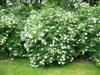 Photo of Genus=Viburnum&Species=dentatum&Common=Northern Burgundy Arrowwood Viburnum&Cultivar='Morton' Northern Burgundy®