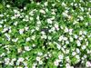 Photo of Genus=Catharanthus&Species=roseus&Common=Titan Blush Vinca&Cultivar='Titan Blush'