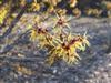 Photo of Genus=Hamamelis&Species=x intermedia&Common=Winter Beauty Witchhazel&Cultivar='Winter Beauty'