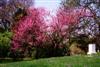 Photo of Genus=Cercis&Species=canadensis&Common=Eastern Redbud&Cultivar=