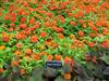 Photo of Genus=Zinnia&Species=&Common=&Cultivar=Zahara Fire