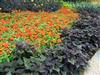 Photo of Genus=Zinnia&Species=&Common=&Cultivar=Zahara Fire