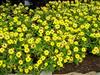 Photo of Genus=Zinnia&Species=&Common=Zinnia&Cultivar=Zahara Yellow