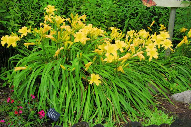 Photo of Genus=Hemerocallis&Species=&Common=Mary Todd Daylily&Cultivar='Mary Todd'