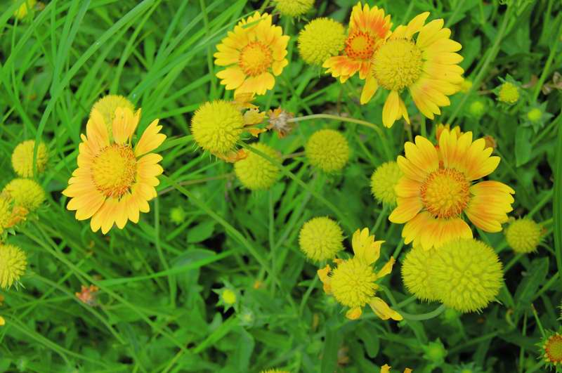 Photo of Genus=Gaillardia&Species=x&Common=Oranges & Lemons Blanketflower&Cultivar='Oranges & Lemons'