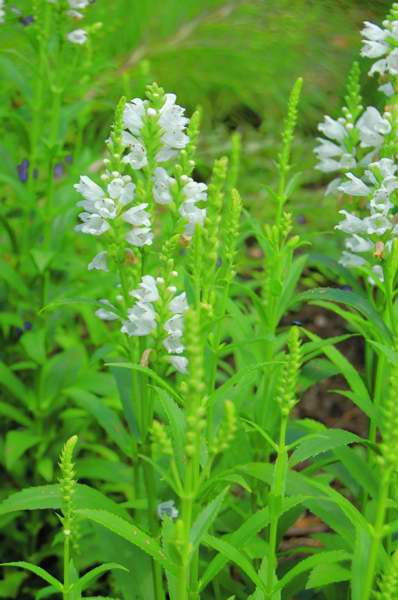 Photo of Genus=Physostegia&Species=virginiana&Common=Miss Manners Obedient Plant&Cultivar='Miss Manners'
