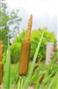 Photo of Genus=Typha&Species=latifolia&Common=Broadleaf Cattail&Cultivar=