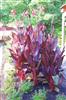 Photo of Genus=Canna&Species=x generalis&Common=Australia Canna&Cultivar='Australia'