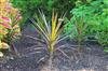 Photo of Genus=Dracaena&Species=marginata&Common=Bloodstone Dracena&Cultivar='Cordylena Bloodstone'