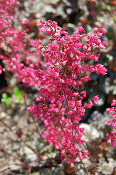 Photo of Genus=Heuchera&Species=&Common=Rave On Coral Bells&Cultivar=Rave On