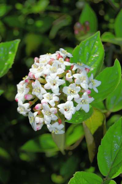 Photo of Genus=Viburnum&Species=x burkwoodii&Common=Burkwood Viburnum&Cultivar=