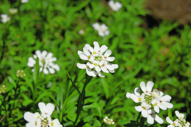 Photo of Genus=Iberis&Species=sempervirens&Common=Evergreen Candytuft&Cultivar=