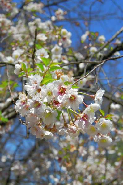 Photo of Genus=Prunus&Species=x&Common=Hally Jolivette Cherry&Cultivar=‘Hally Jolivette’