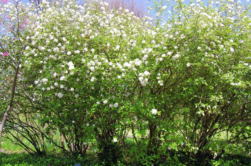 Photo of Genus=Viburnum&Species=x burkwoodii&Common=Chenault Viburnum&Cultivar=Chenault