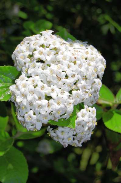 Photo of Genus=Viburnum&Species=x burkwoodii&Common=Chenault Viburnum&Cultivar=Chenault