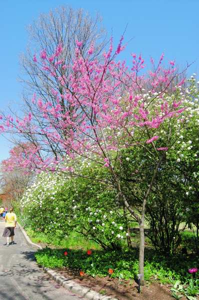 Photo of Genus=Cercis&Species=canadensis&Common=Appalachian Red Redbud&Cultivar='Appalachian Red