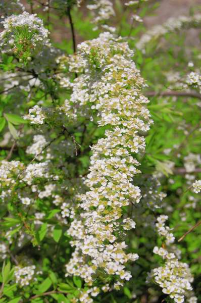 Photo of Genus=Spiraea&Species=x cinerea&Common=Grefsheim spirea&Cultivar='Grefsheim'