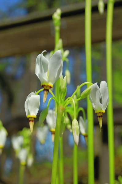 Photo of Genus=Dodecatheon&Species=meadia&Common=Shooting Star&Cultivar=