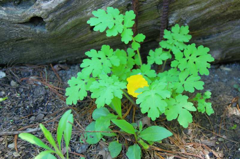 Photo of Genus=Hydrastis&Species=canadensis&Common=Goldenseal&Cultivar=