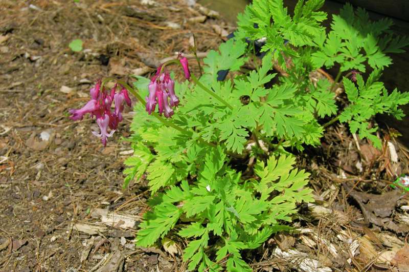 Photo of Genus=Dicentra&Species=eximia&Common=Fringed Bleeding Heart&Cultivar=