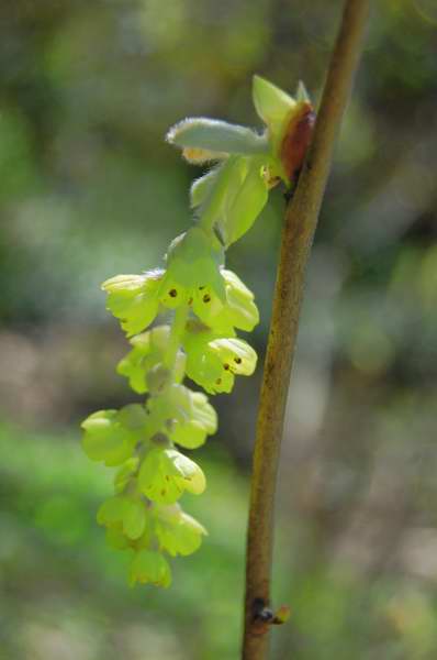 Photo of Genus=Corylopsis&Species=platypetala&Common=Winter Hazel&Cultivar=