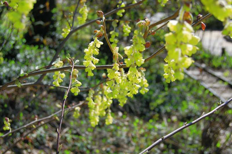 Photo of Genus=Corylopsis&Species=platypetala&Common=Winter Hazel&Cultivar=