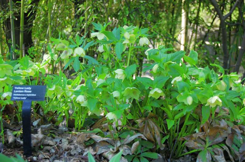 Photo of Genus=Helleborus&Species=x hybridus&Common=Yellow Lady Lenten Rose&Cultivar='Yellow Lady'