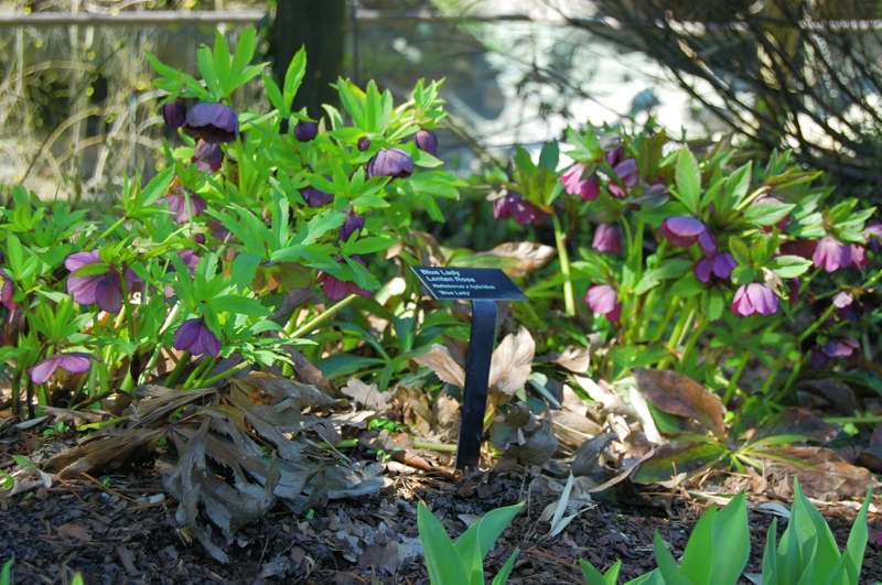 Photo of Genus=Helleborus&Species=x hybridus&Common=Blue Lady Lenten rose&Cultivar='Blue Lady'